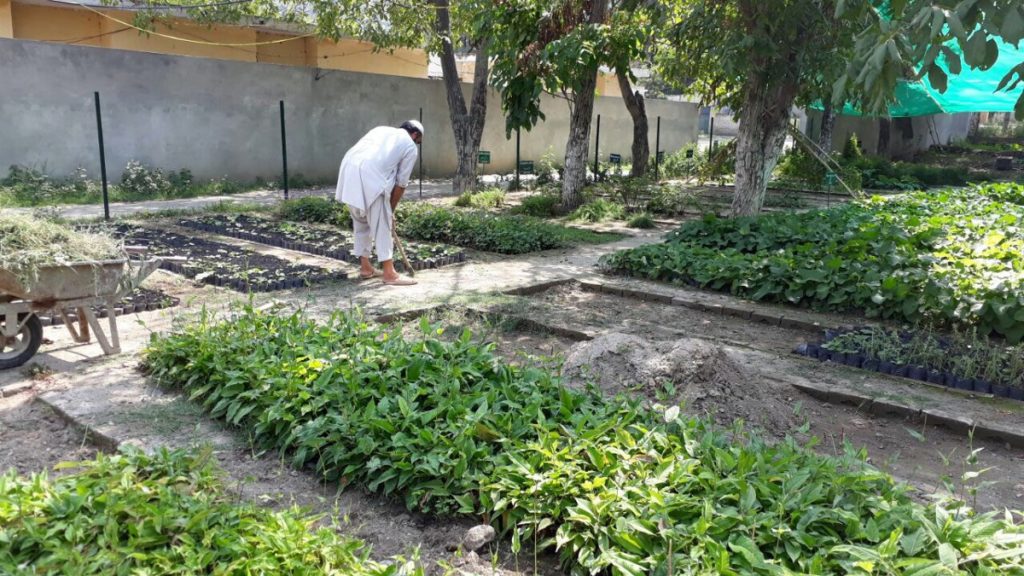 Maintaining high value MAP nursery in collaboration with NTFPs Directorate of Forest Department KP./©Ikram Ur Rahman