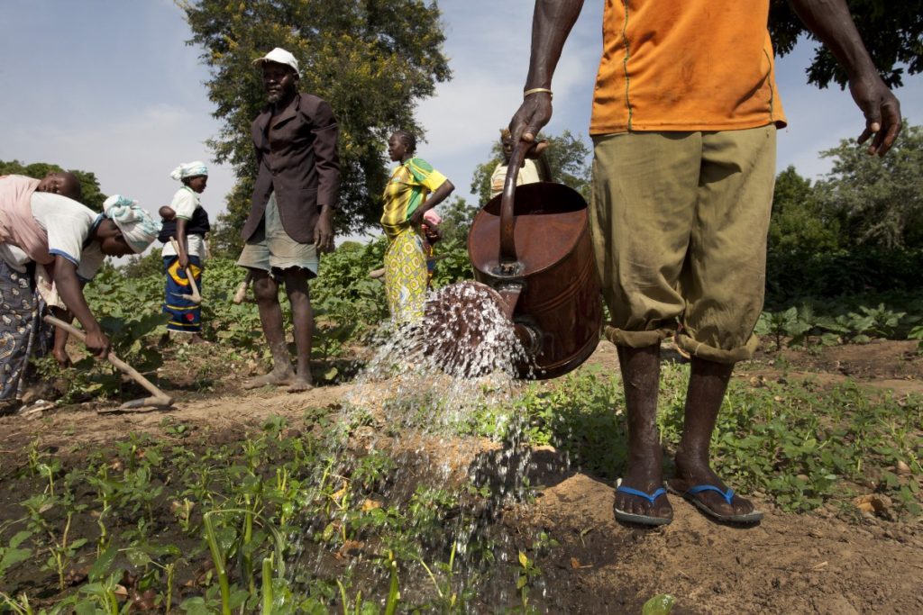 Watering a field of vegetables in Kieryaghin village, Burkina Faso, 2013. ©Dominic Chavez/World Bank