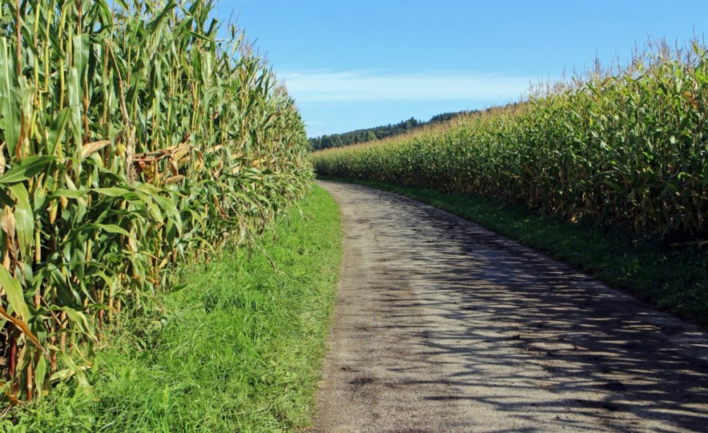 Did you know that maize is also a staple crop in Mozambique?